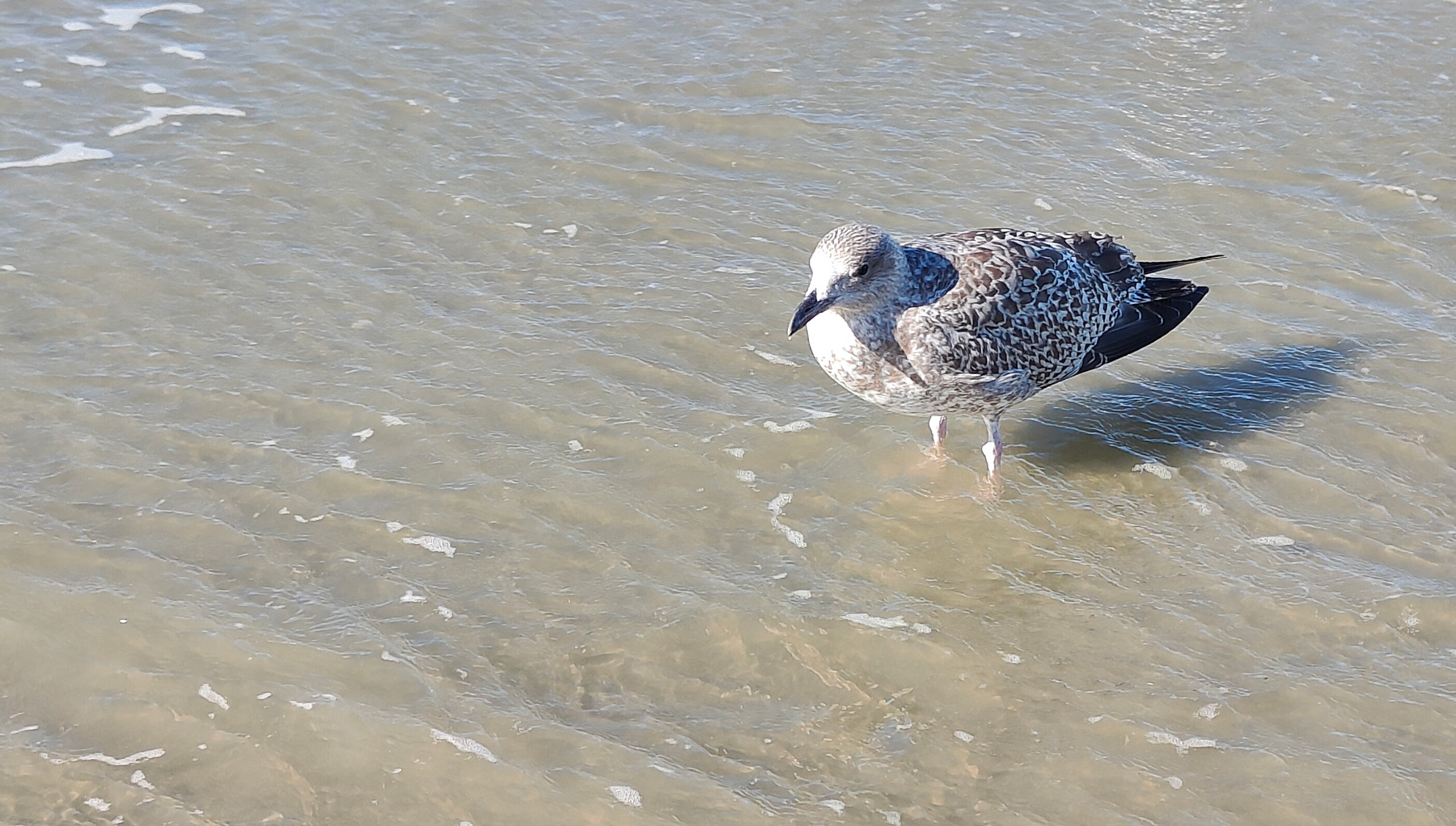 Seagull feeding on Nieuwpoort Beach