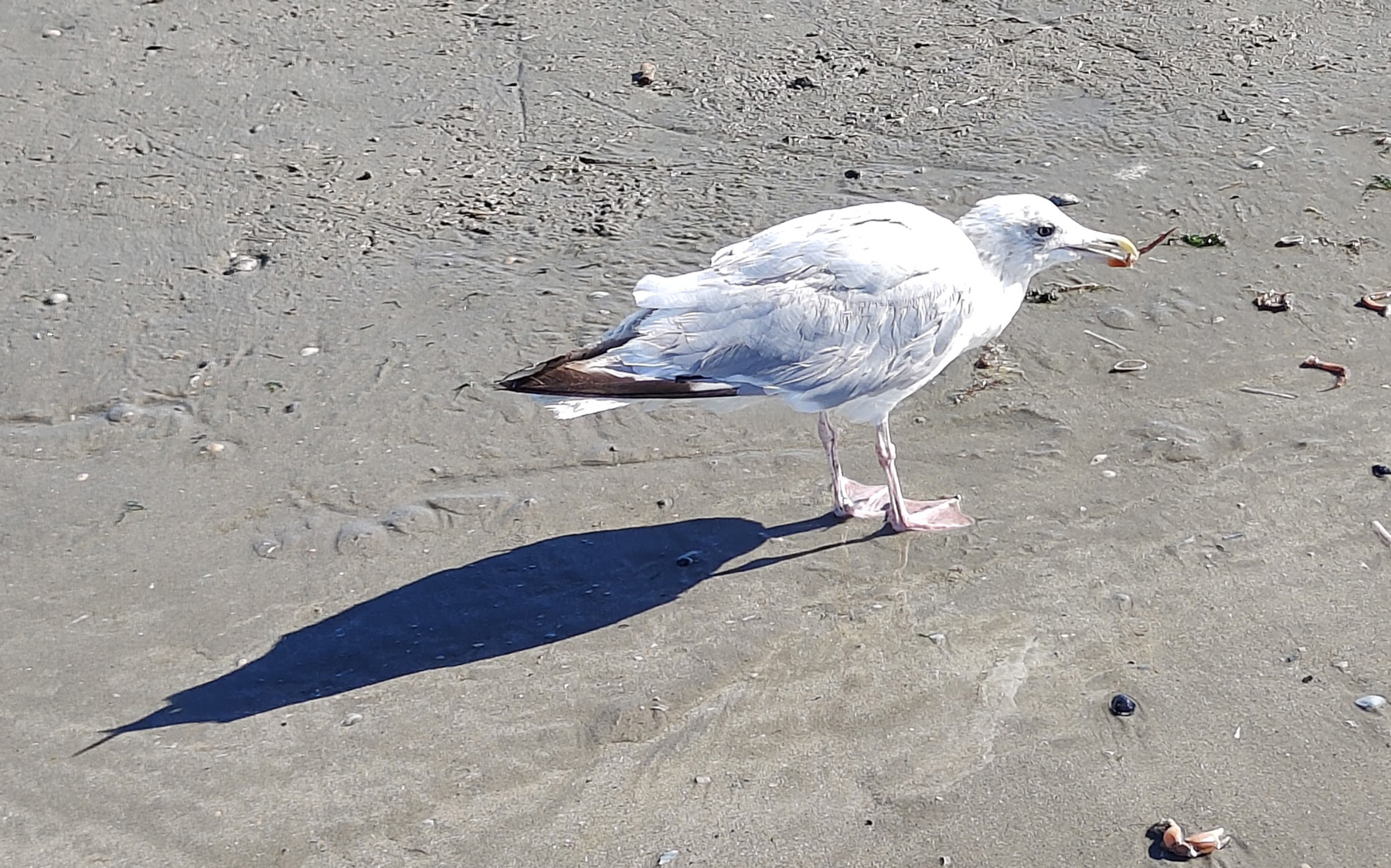 Seagull feeding on Nieuwpoort Beach