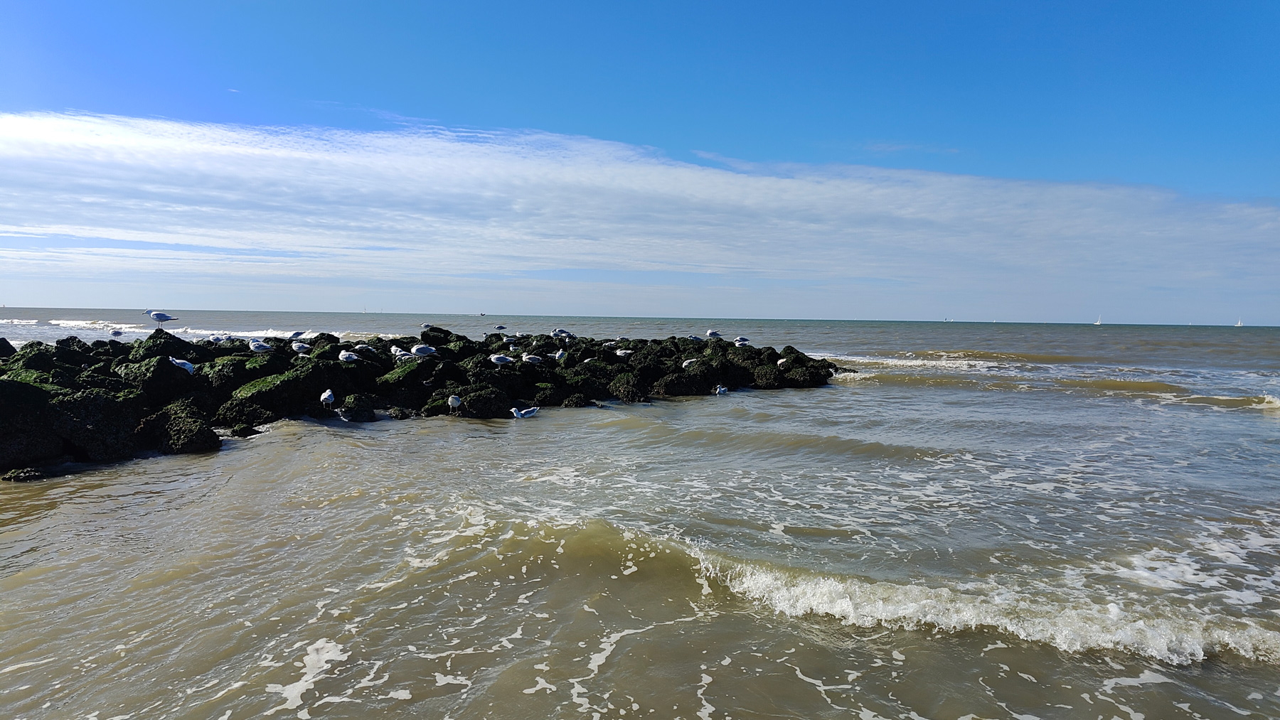 Seagulls feeding on Nieuwpoort Beach