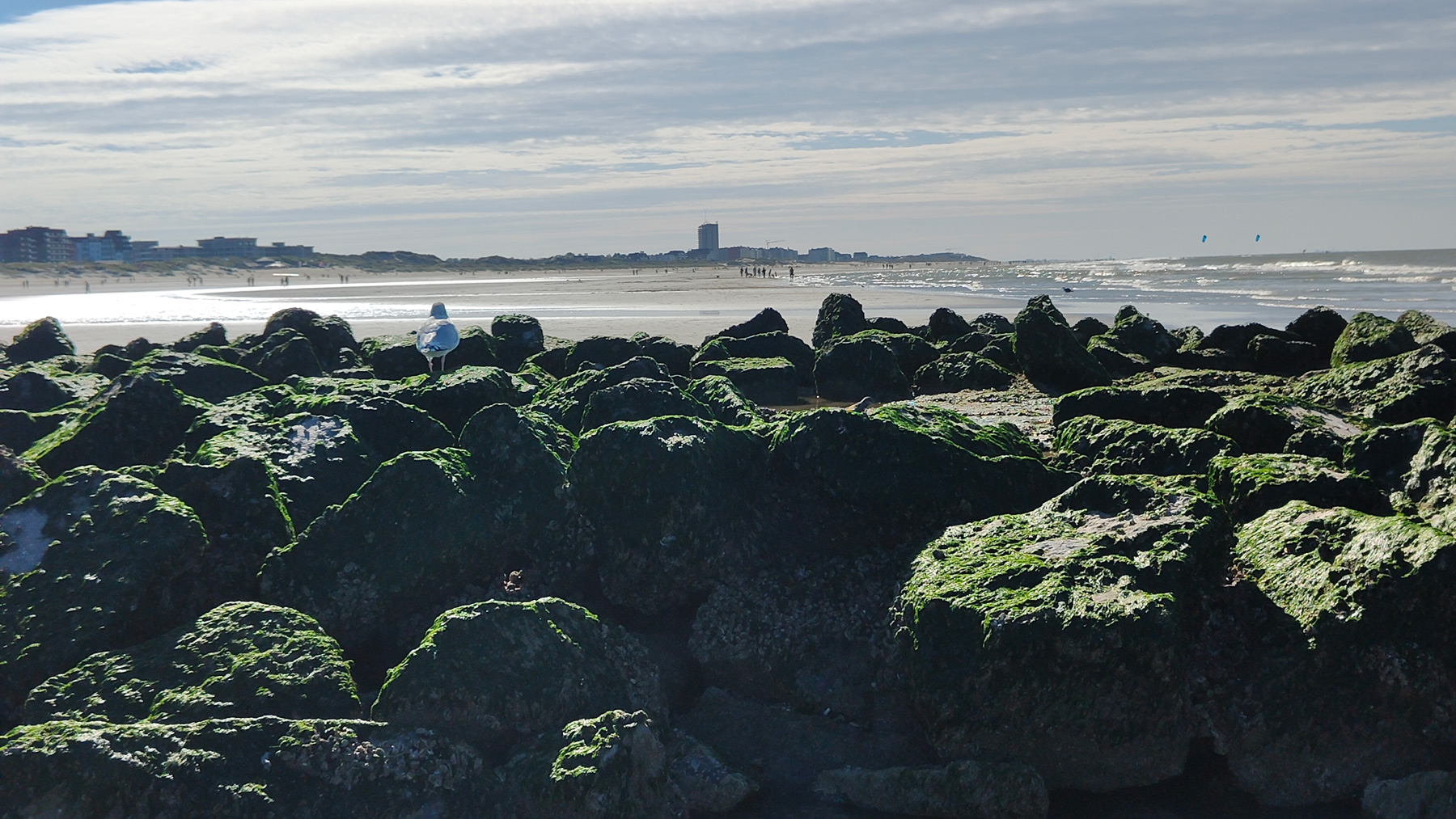 Seagulls feeding on Nieuwpoort Beach