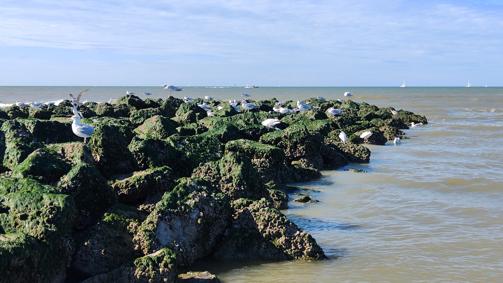 Seagulls feeding on Nieuwpoort Beach
